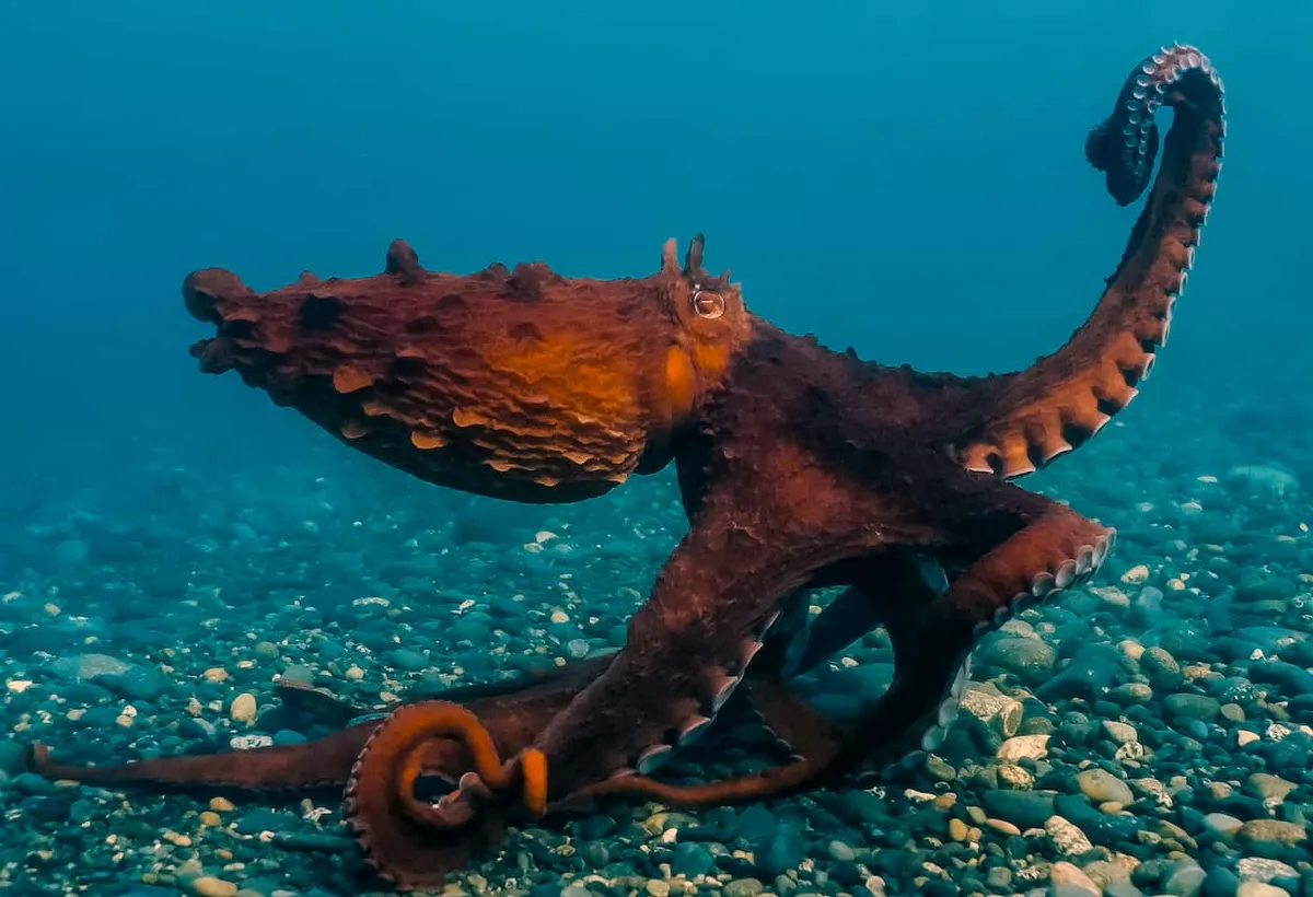 Giant-Pacific-Octopus-John-Roney