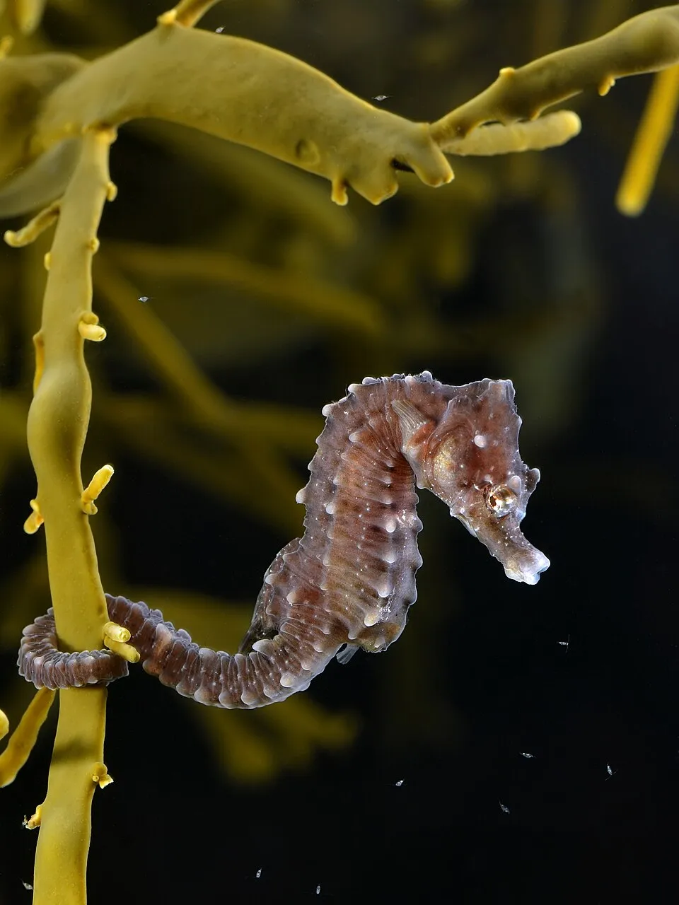 Hippocampus_hippocampus_(on_Ascophyllum_nodosum)
