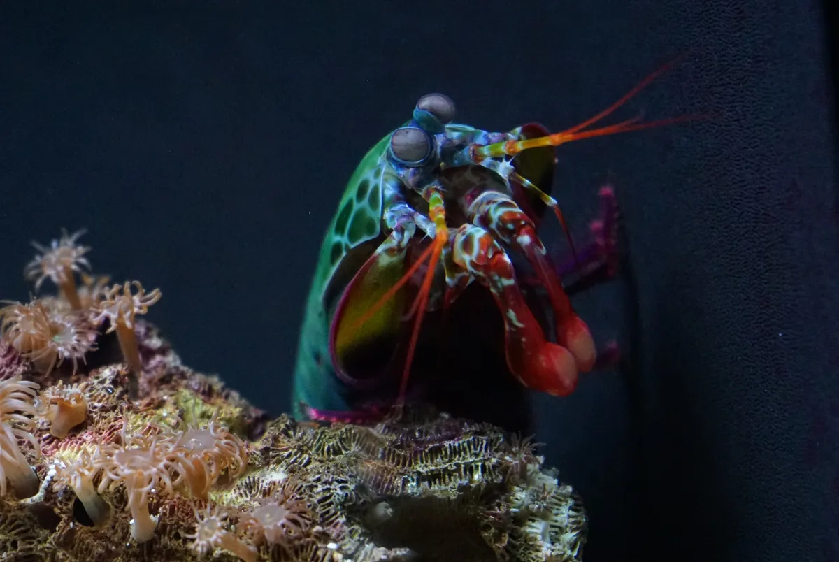 Mantis_Shrimp_at_the_National_Aquarium_(Baltimore)_-_July_2017