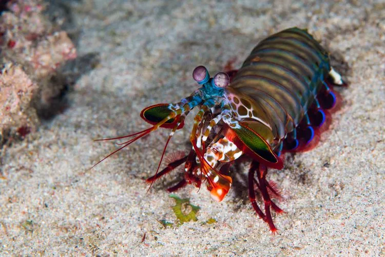 peacock-mantis-shrimp--odontodactylus-scyllarus--in-coral-reef-843435230-5c28bf15c9e77c0001cf6c13