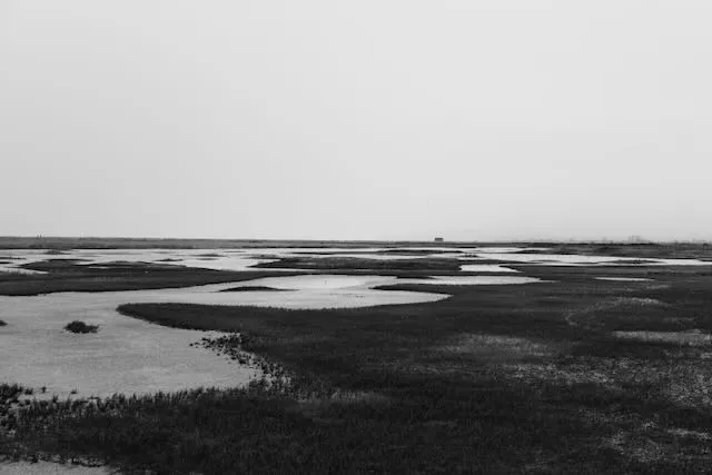 Wetland in black and white