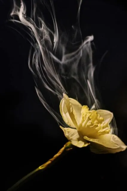 A shot of a flower that is inexplicably emitting smoke