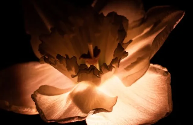 a macro shot of a flower lit from below