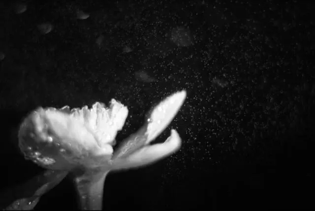 a slightly blurry black and white photo of a flower being sprayed with water