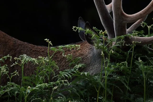 A stag moves through tall grass