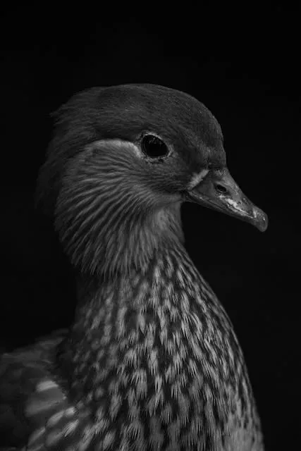 A closeup of a water bird of some kind, in black and white