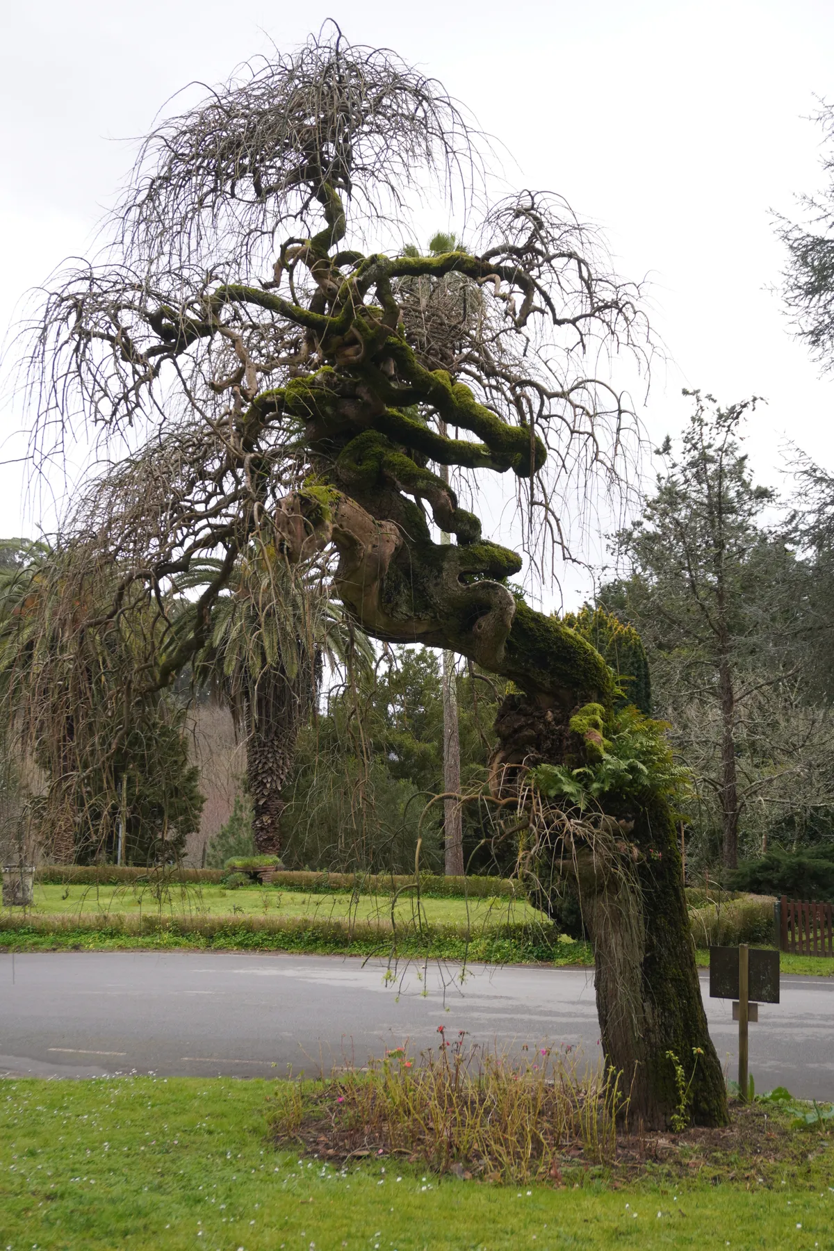 DSC00984_Knorriger Baum