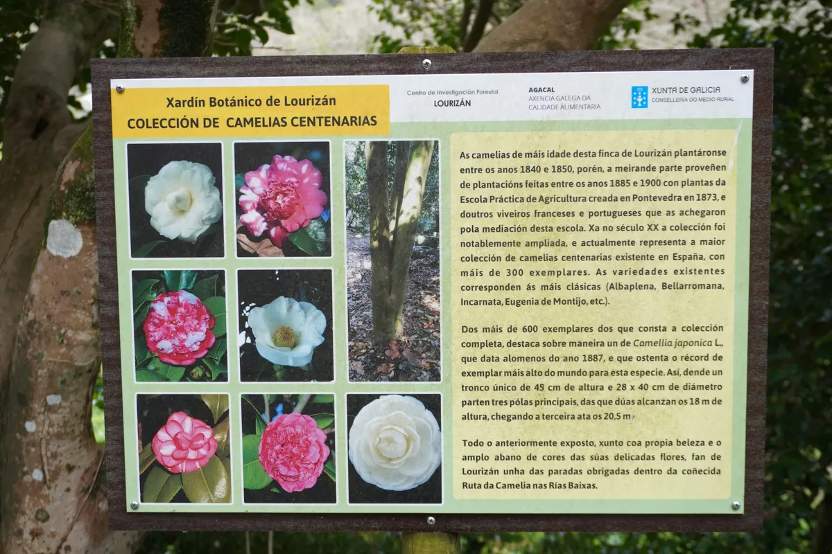 DSC01154_Schild Collecion de Camelias
