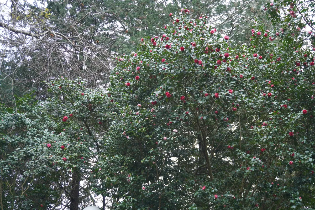 DSC01163_Jede Menge Camelias