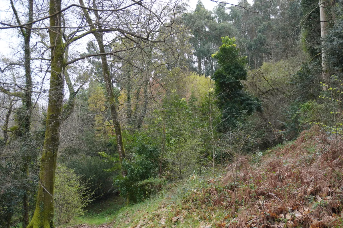 DSC01169_Vielfaeltiger Wald