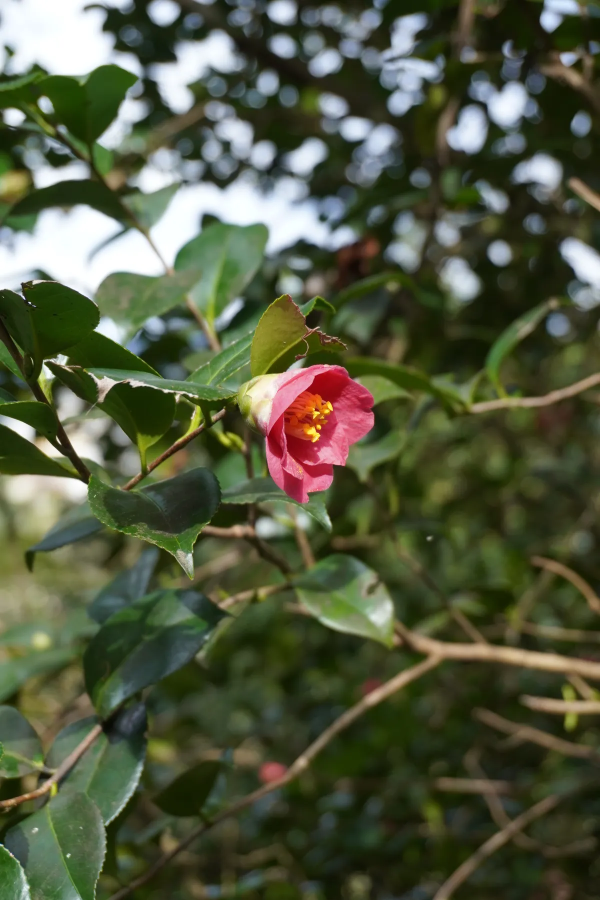 DSC01174_Cameliabluete