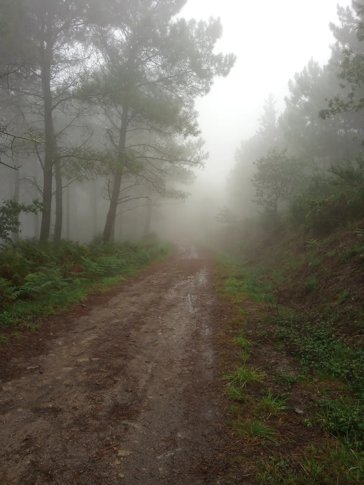 IMG_20240921_115236_Wald im Nebel