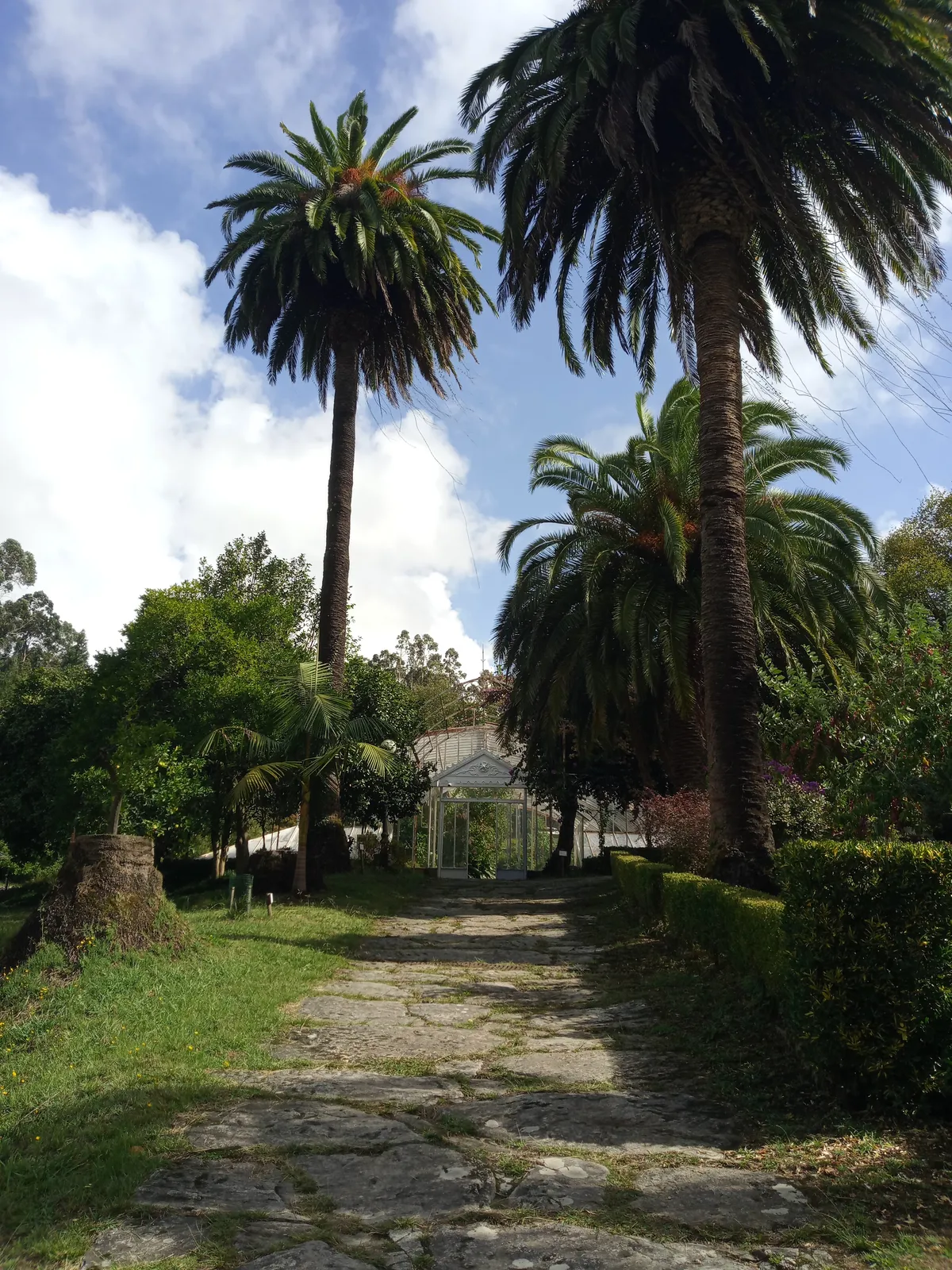 IMG_20240926_130519_Palmen