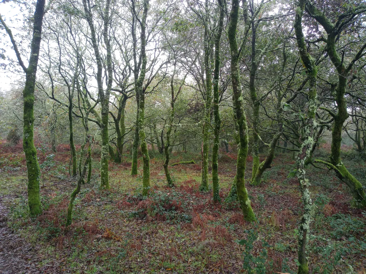 IMG_20241020_124014_Flechtenwald