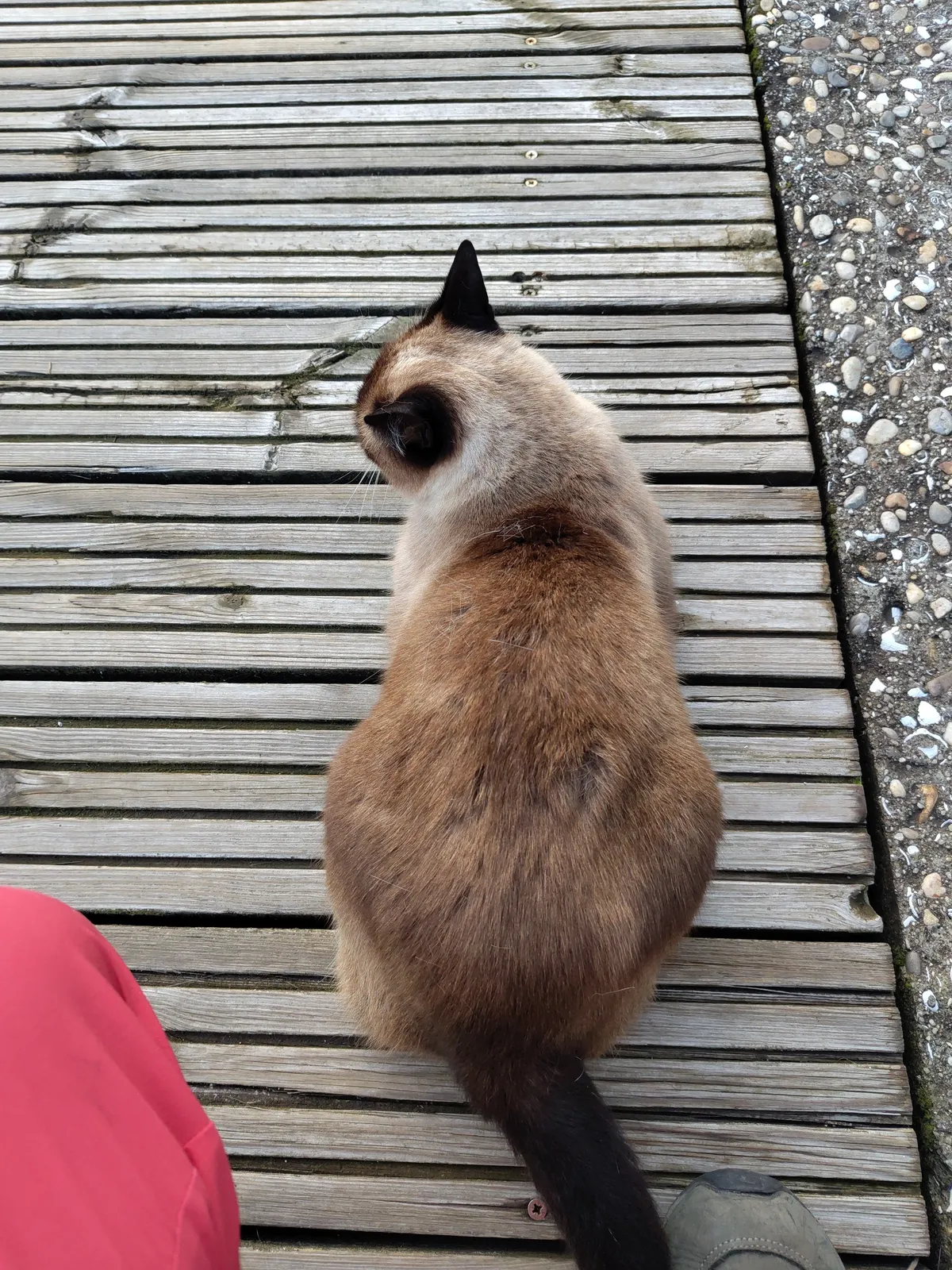 IMG_20241104_180613_Werftkatze