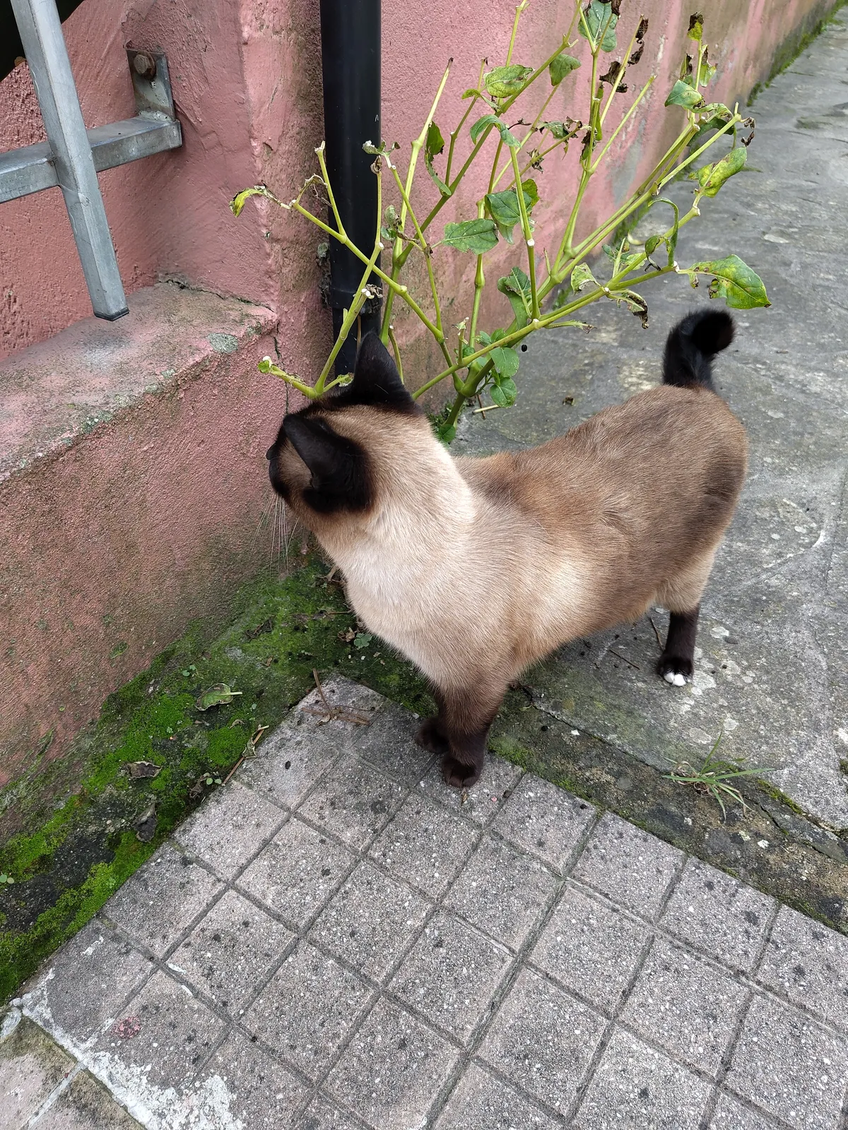 IMG_20241109_134907_Andere Siamkatze