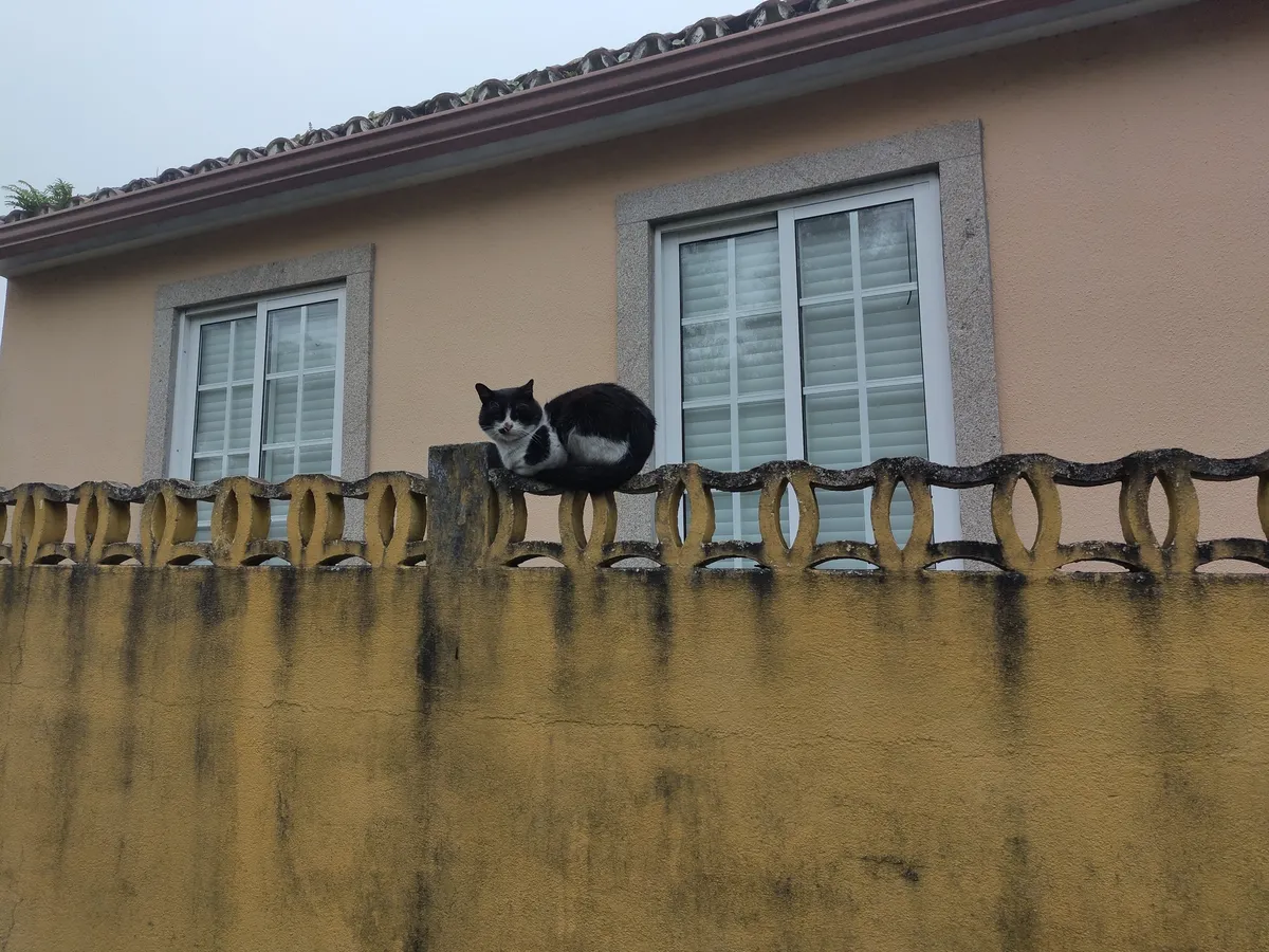 IMG_20241110_133518_Katze auf Mauer