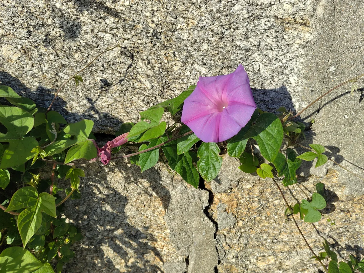IMG_20241112_165501_Blume an Mauer