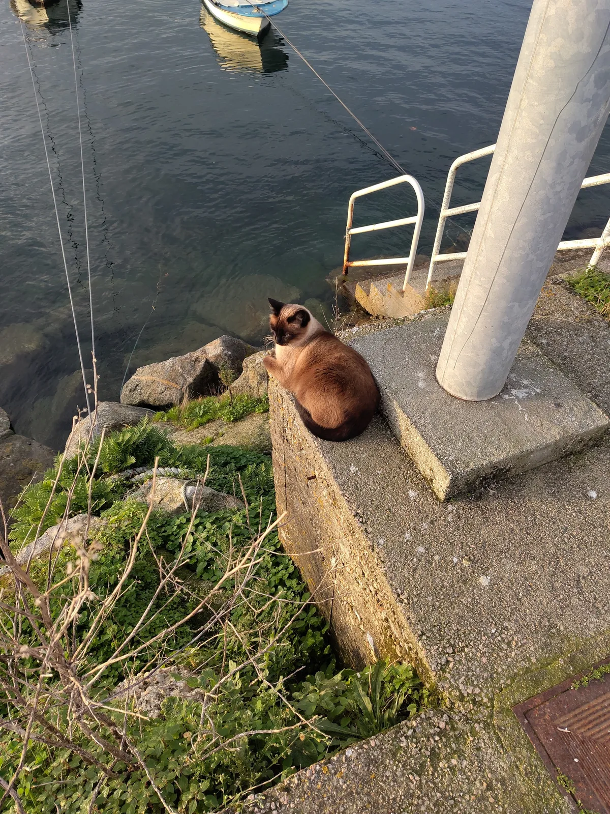 IMG_20241117_172840_Werftkatze