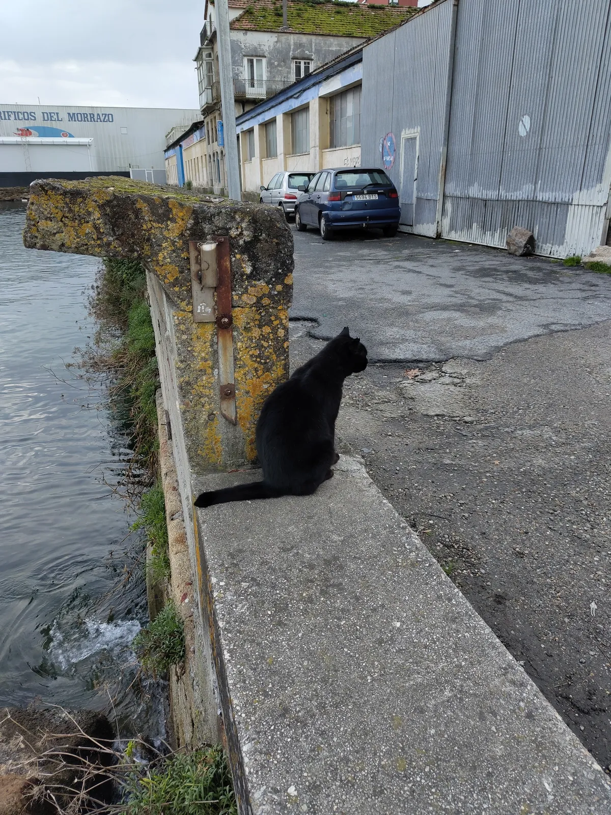 IMG_20241201_170327_Schwarze Katze in Cangas