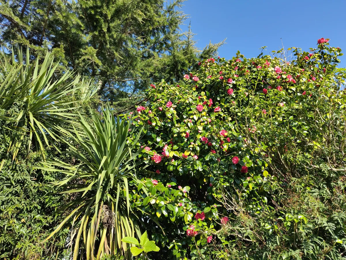 IMG_20250112_144304_Camelia