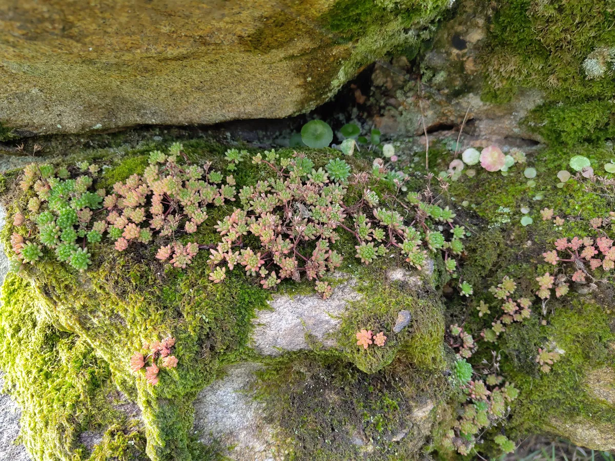 IMG_20250123_164945_Bewachsene Felsen