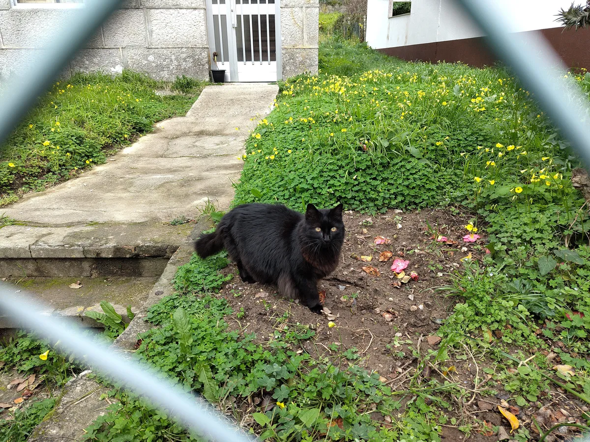 IMG_20250214_151045_Schwarze Flauschkatze