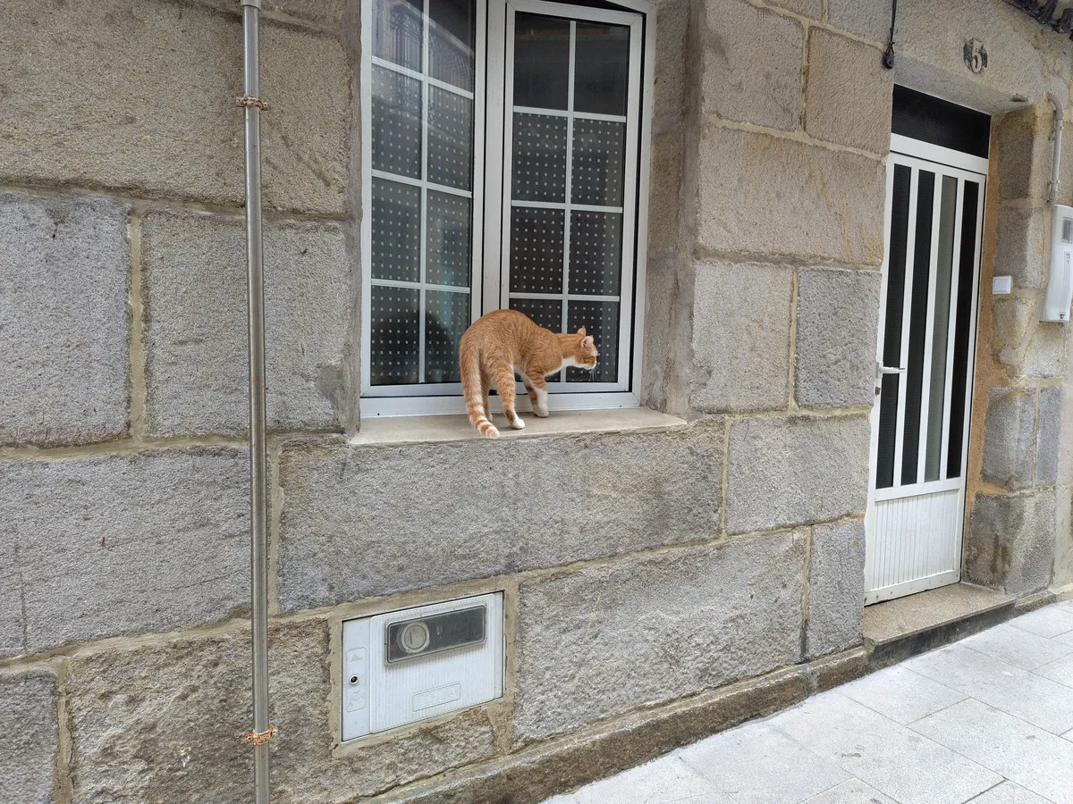 IMG_20250214_160618_Katze auf Fensterbank