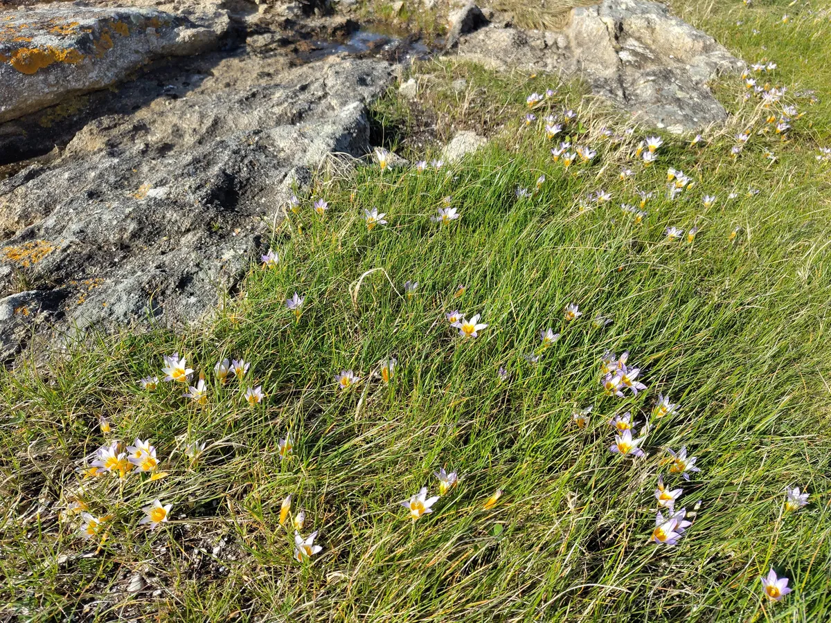 IMG_20250225_161845_Blumen auf Felsen