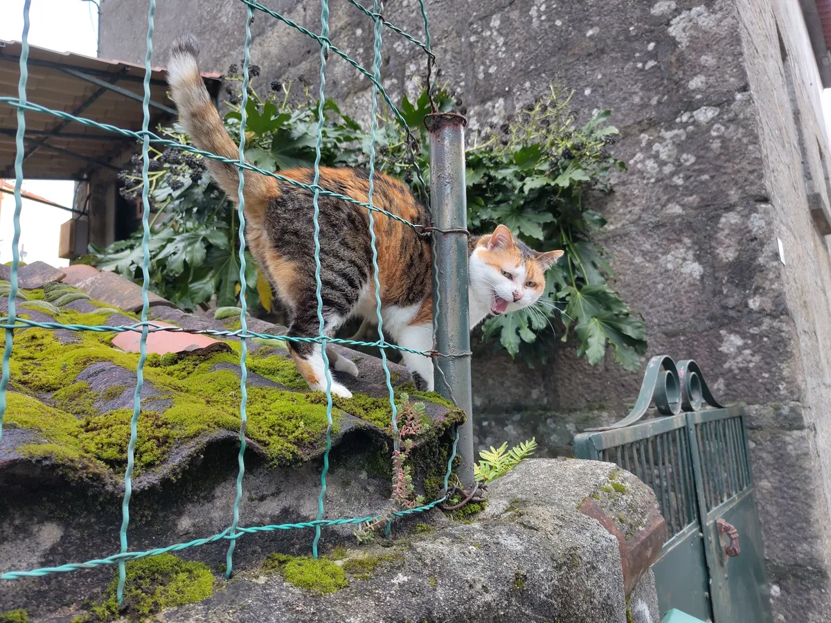 IMG_20250309_141204_Katze auf Dach