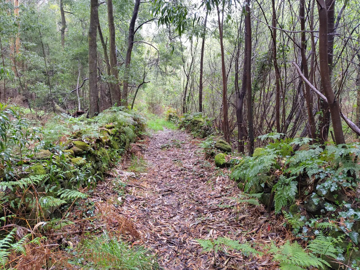 IMG_20250404_162653_Waldweg nach Regenschauer
