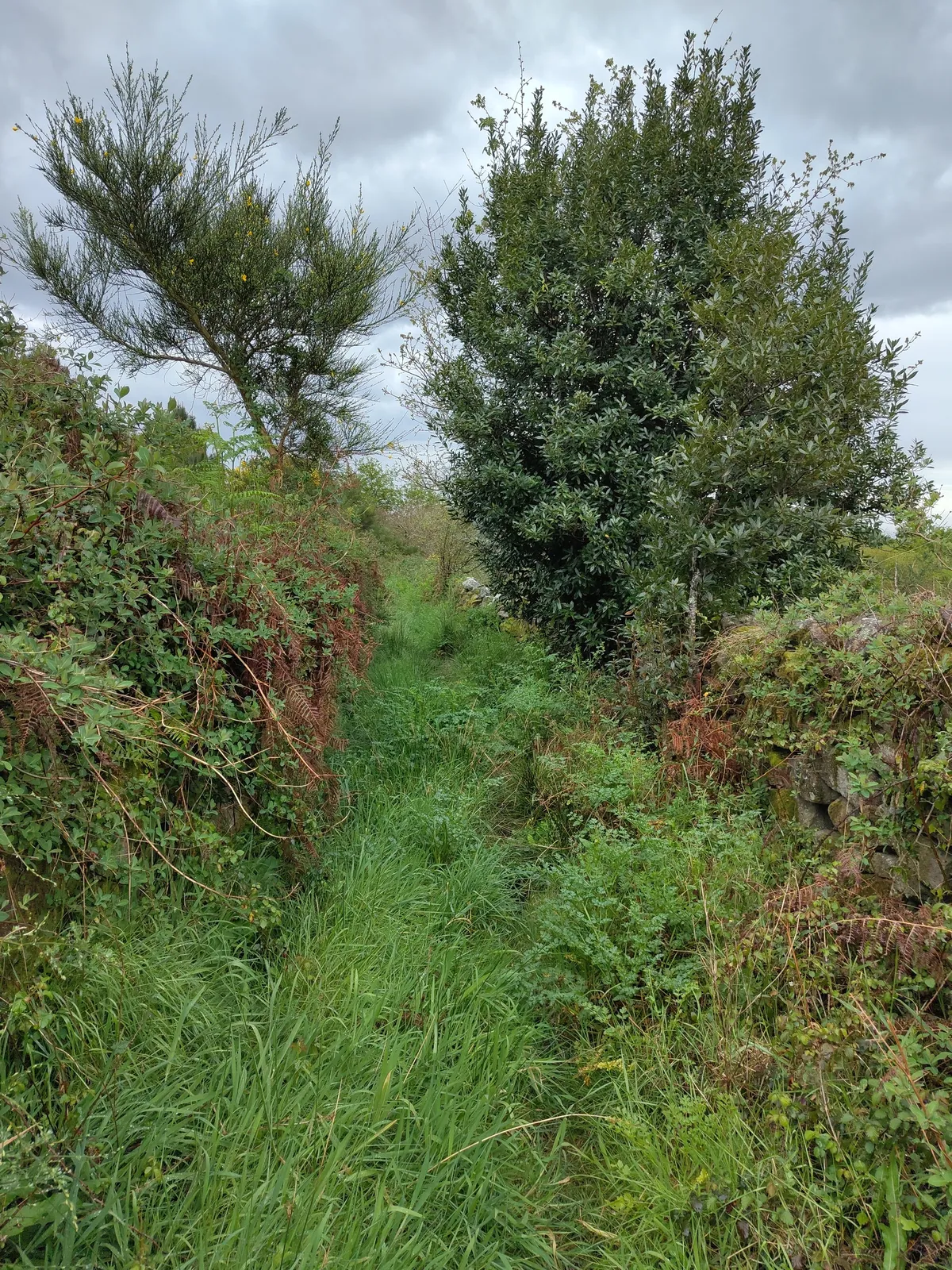 IMG_20250404_164830_Wanderweg ueberwuchert