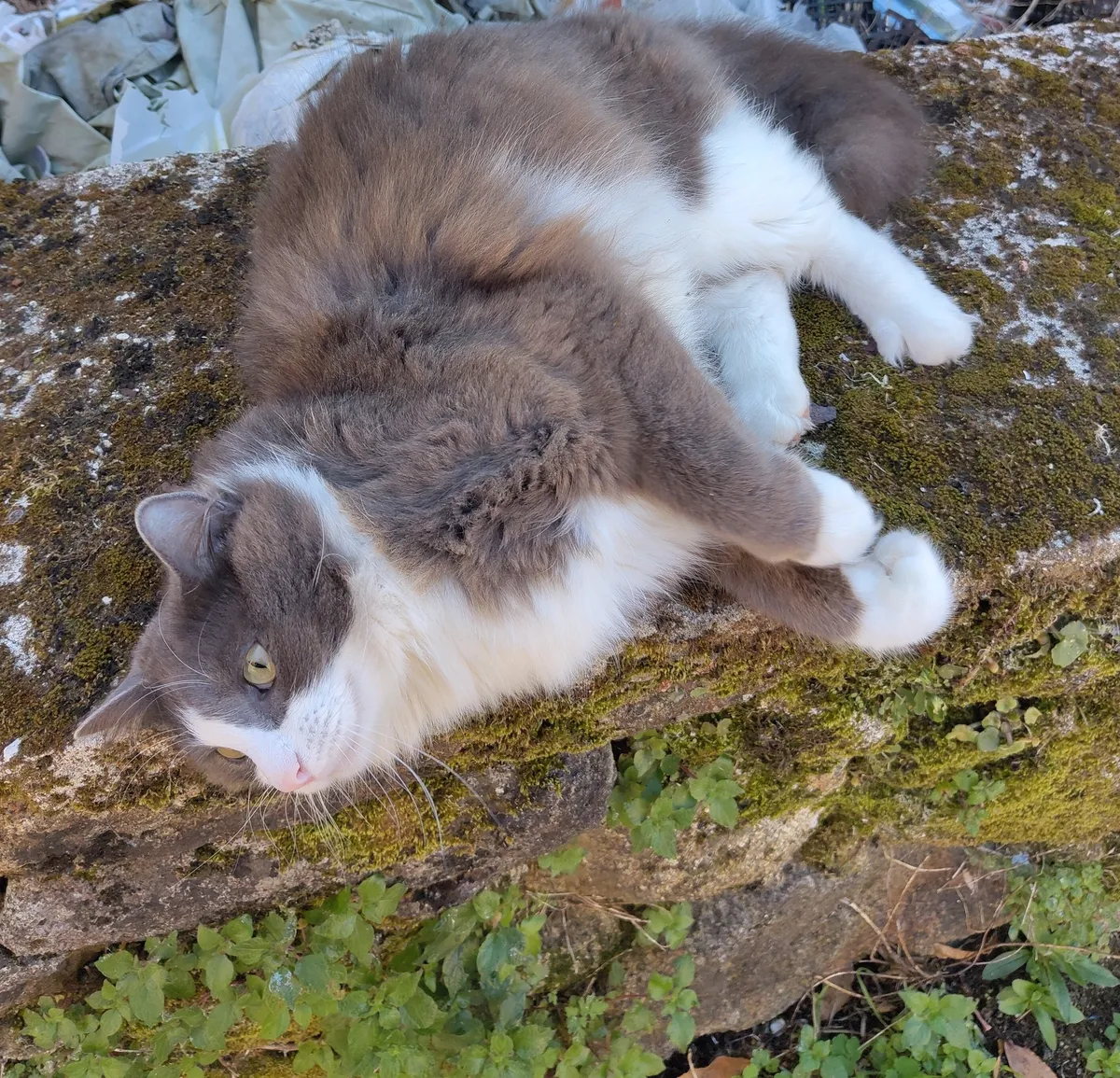 IMG_20250410_123633_c_Katze auf Mauer