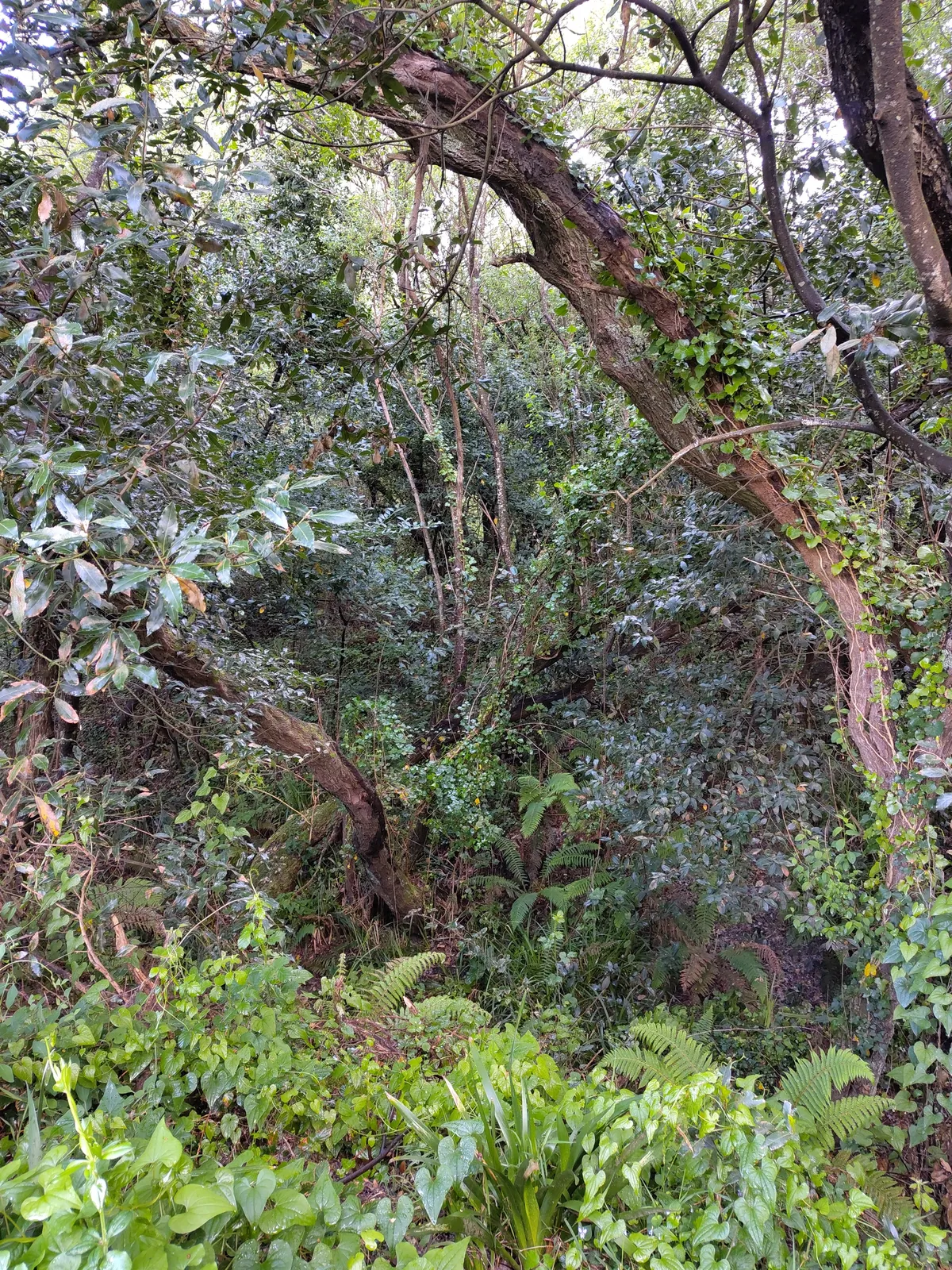 IMG_20250414_110945_Vegetation