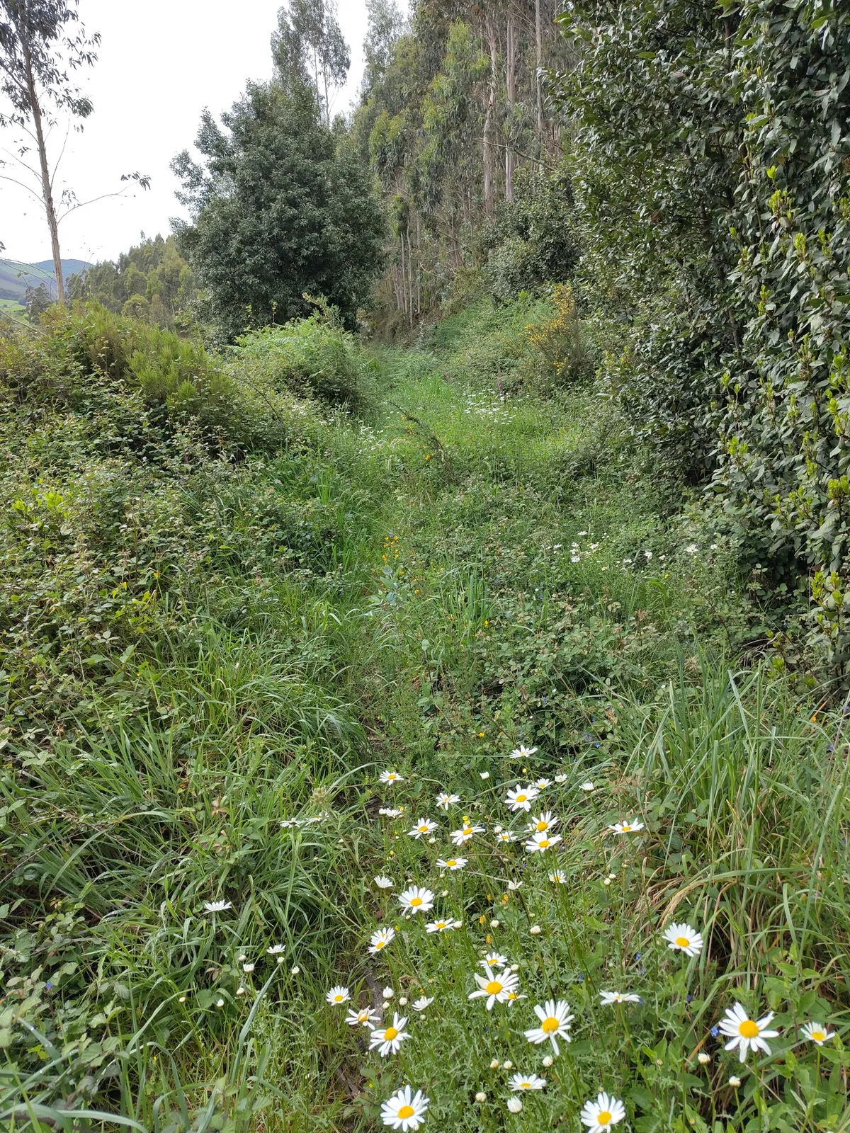IMG_20250503_112343_Ueberwuchterter Weg