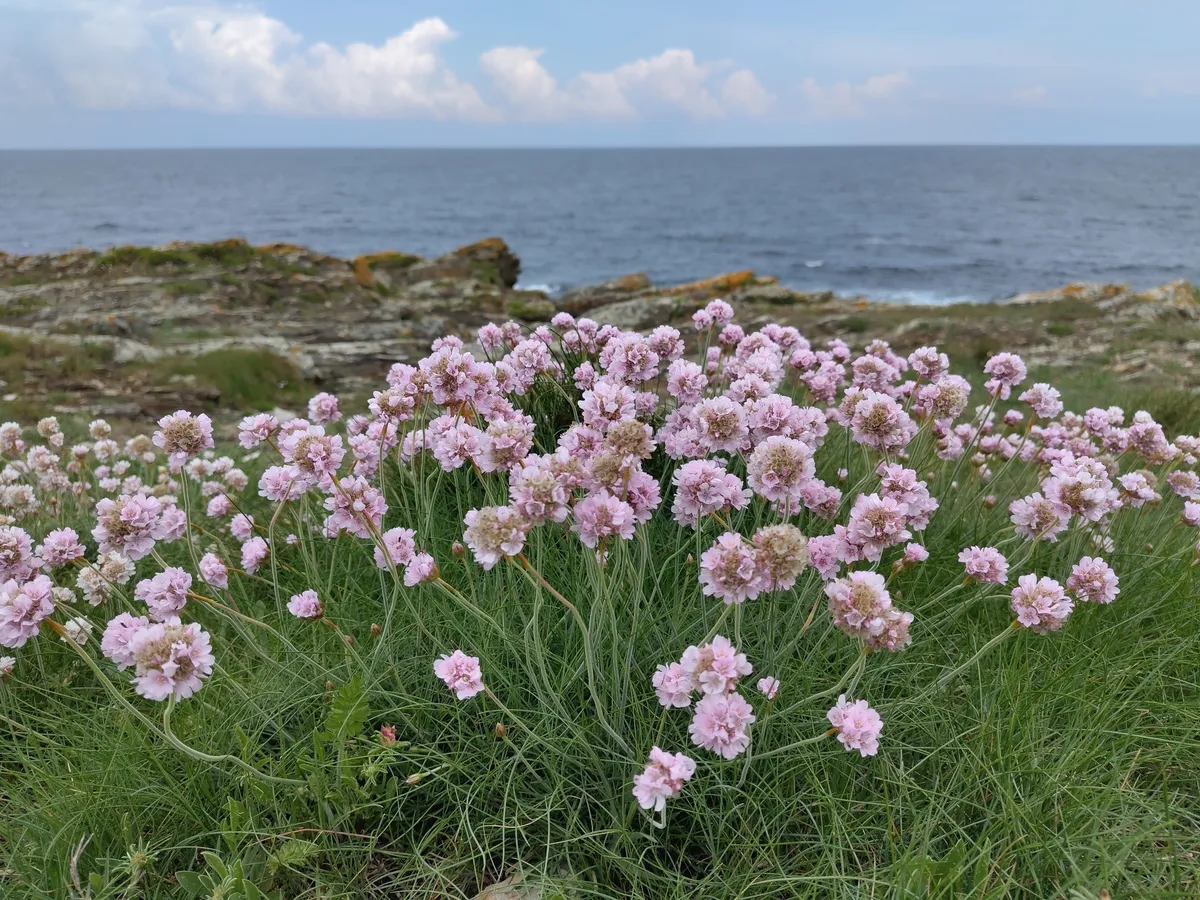 IMG_20250509_143149_Bluemchen vor Atlantik