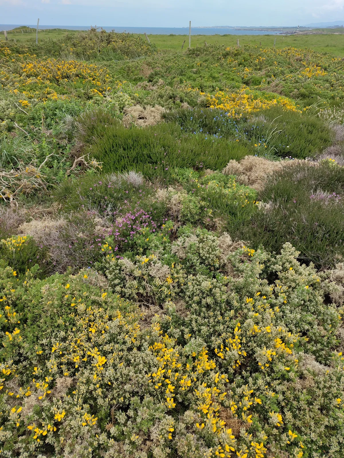 IMG_20250509_143738_Gemischtes Gestrüpp