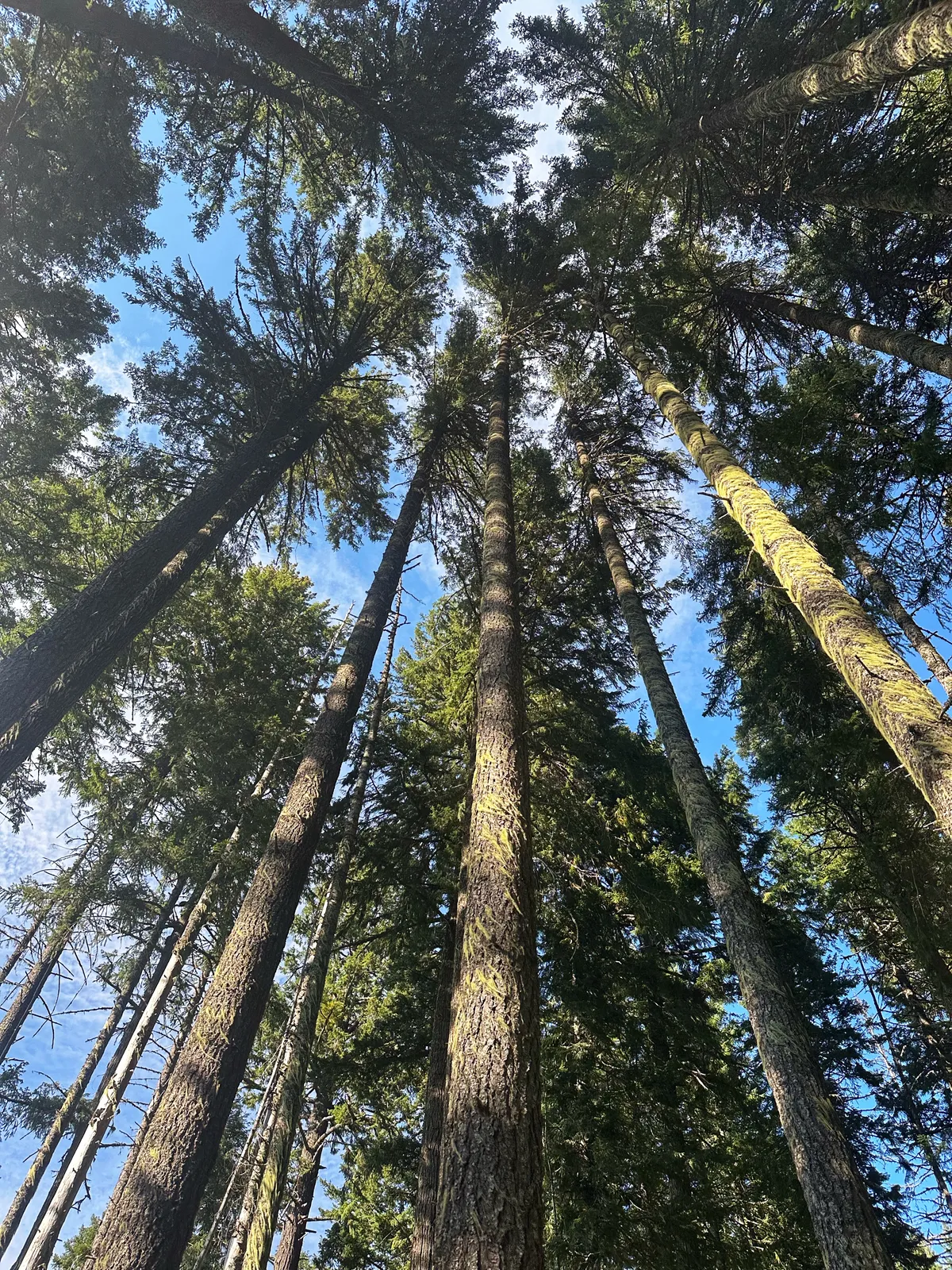 mountain_lakes_100_2025_Saturday_tall_trees
