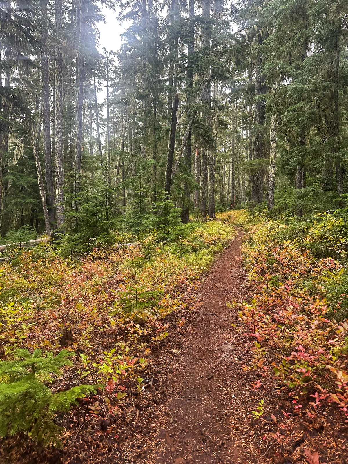 mountain_lakes_100_2025_Sunday_wet_forest