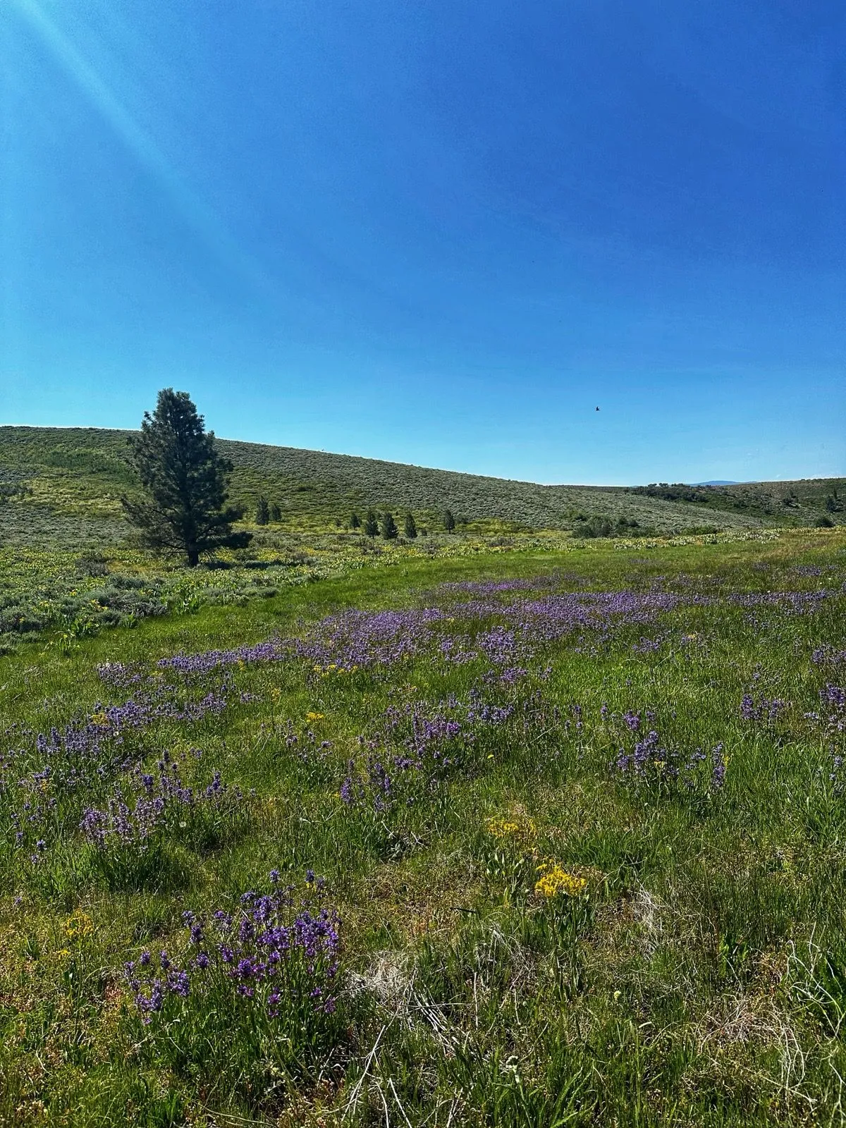 ss5050-wildflowers-jimmysloop