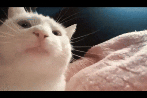 giphy
