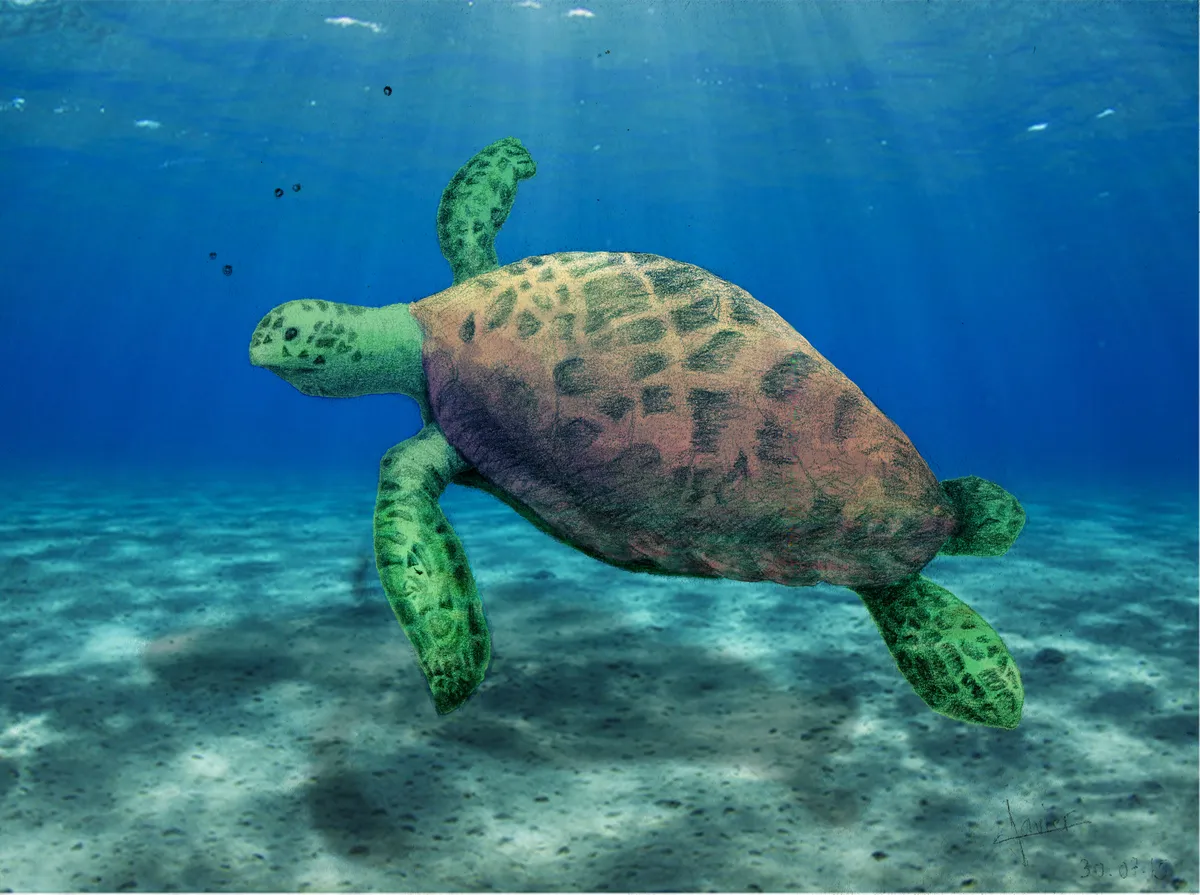 2015_tortuga2