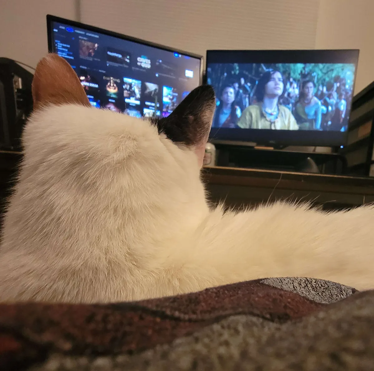 My cat Amelia, from behind, watching Andor with me.