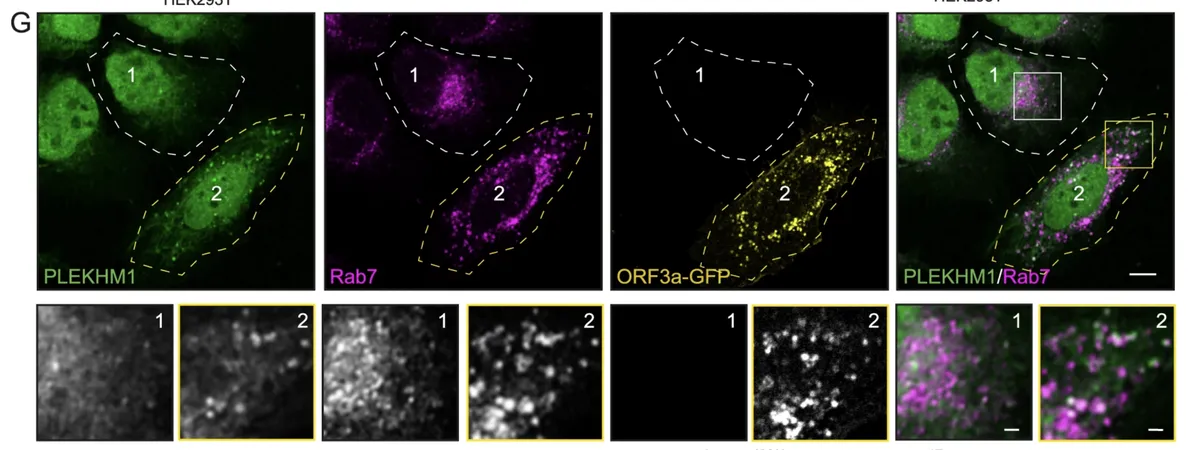 Fig 2 ORF3a binds to the HOPS subunit Vps39 and inhibits the interaction between Vps39 and PLEKHM1