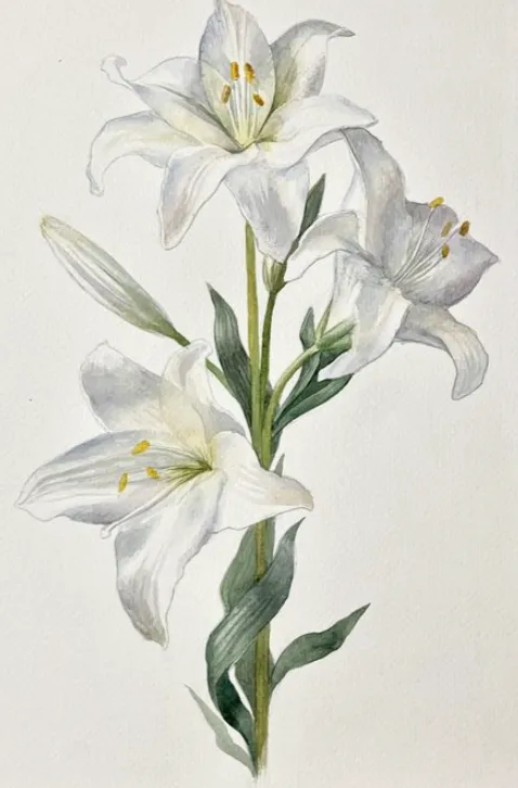 lilies