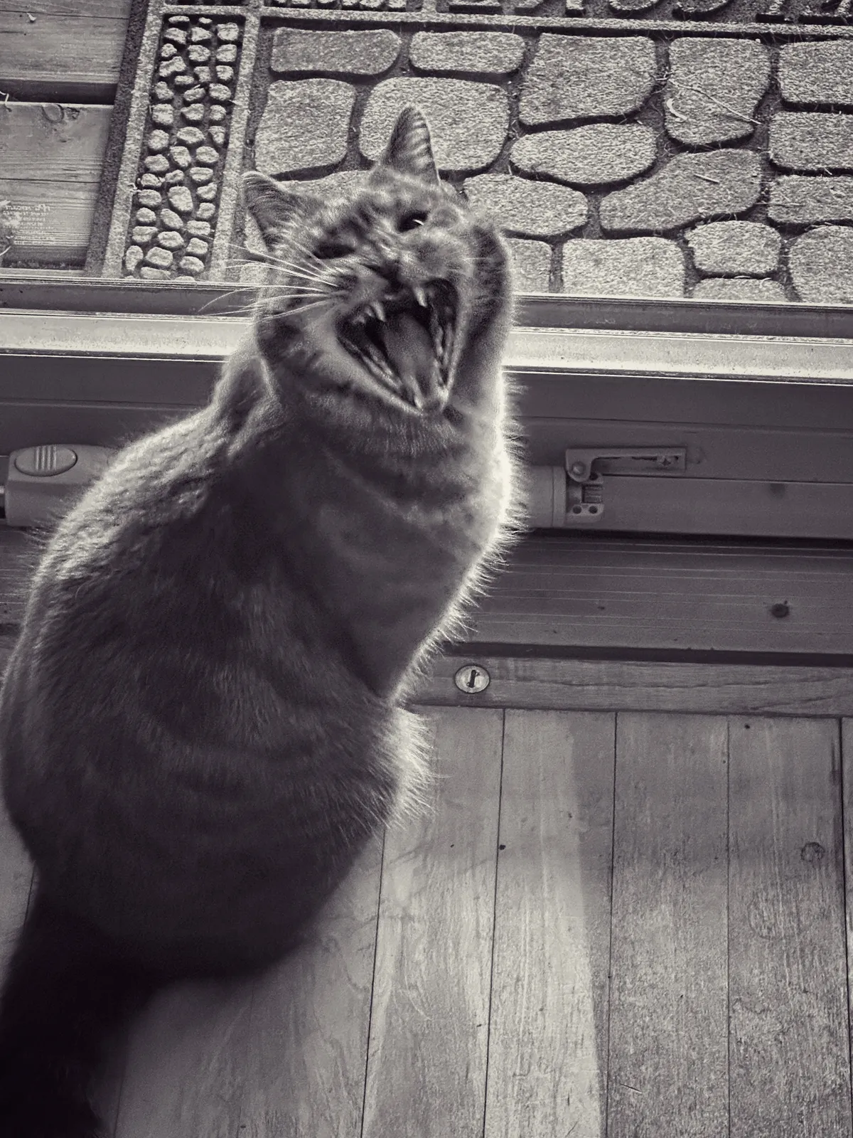 Minuet yawning