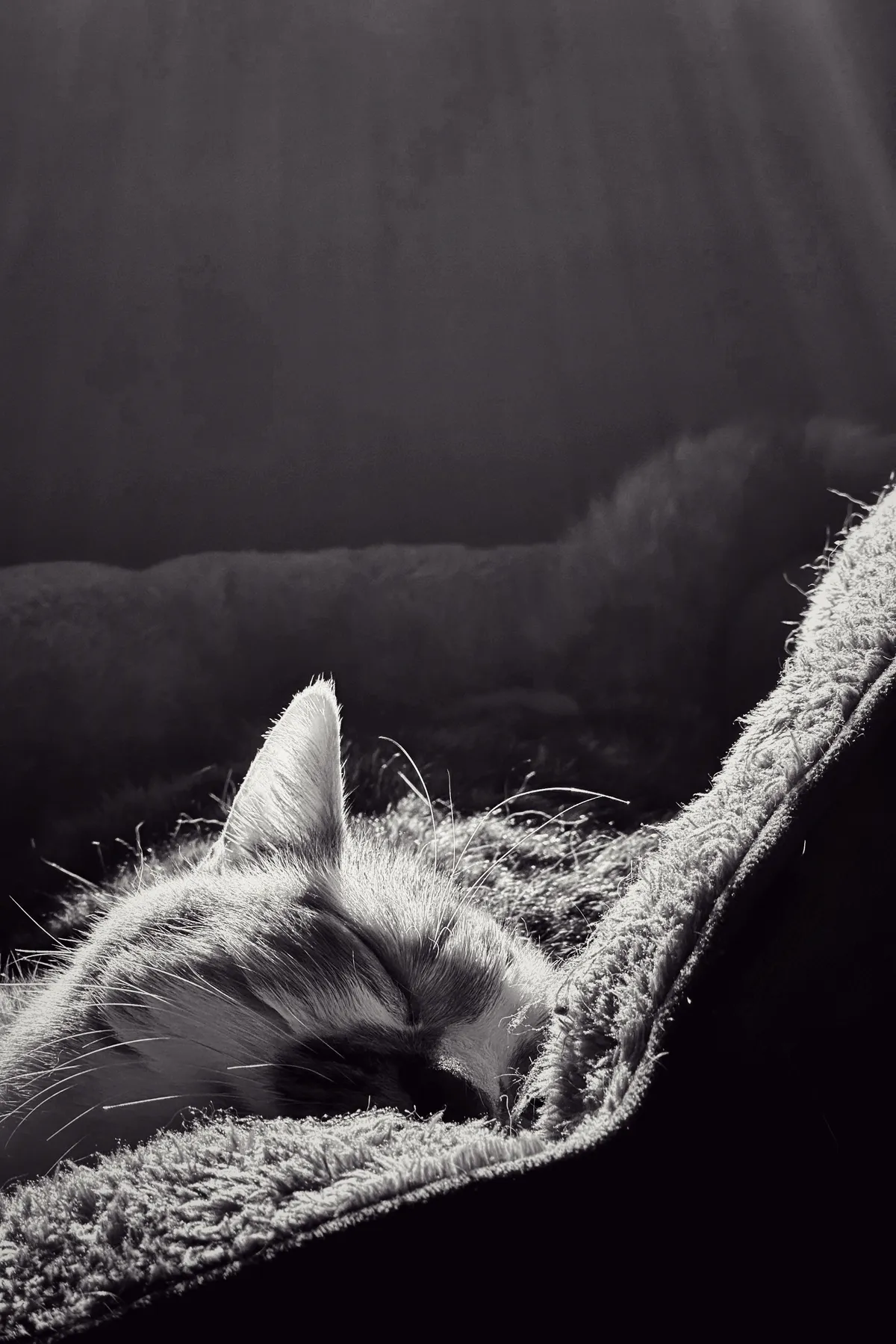 Erri snoozing