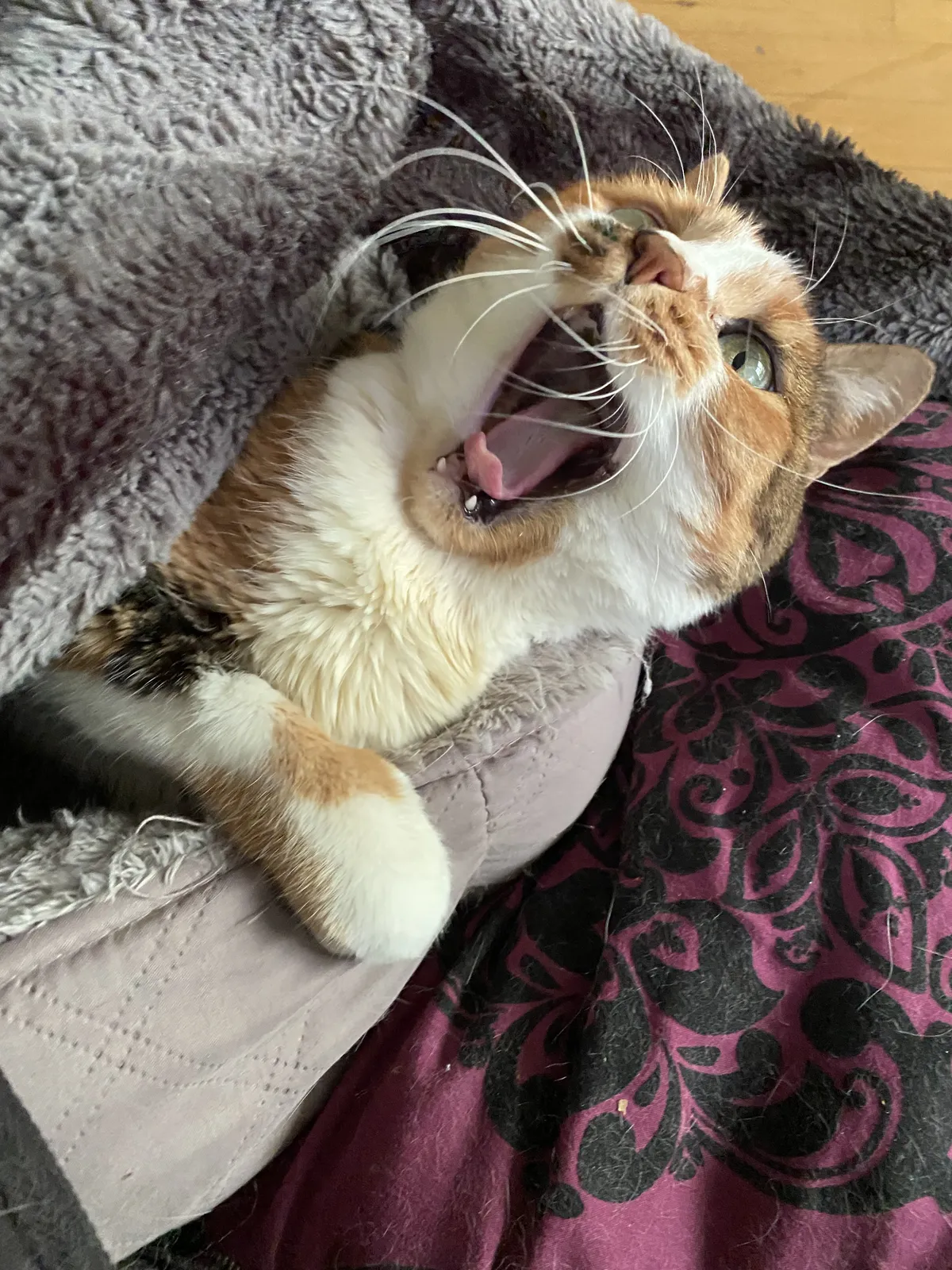 Erri yawning