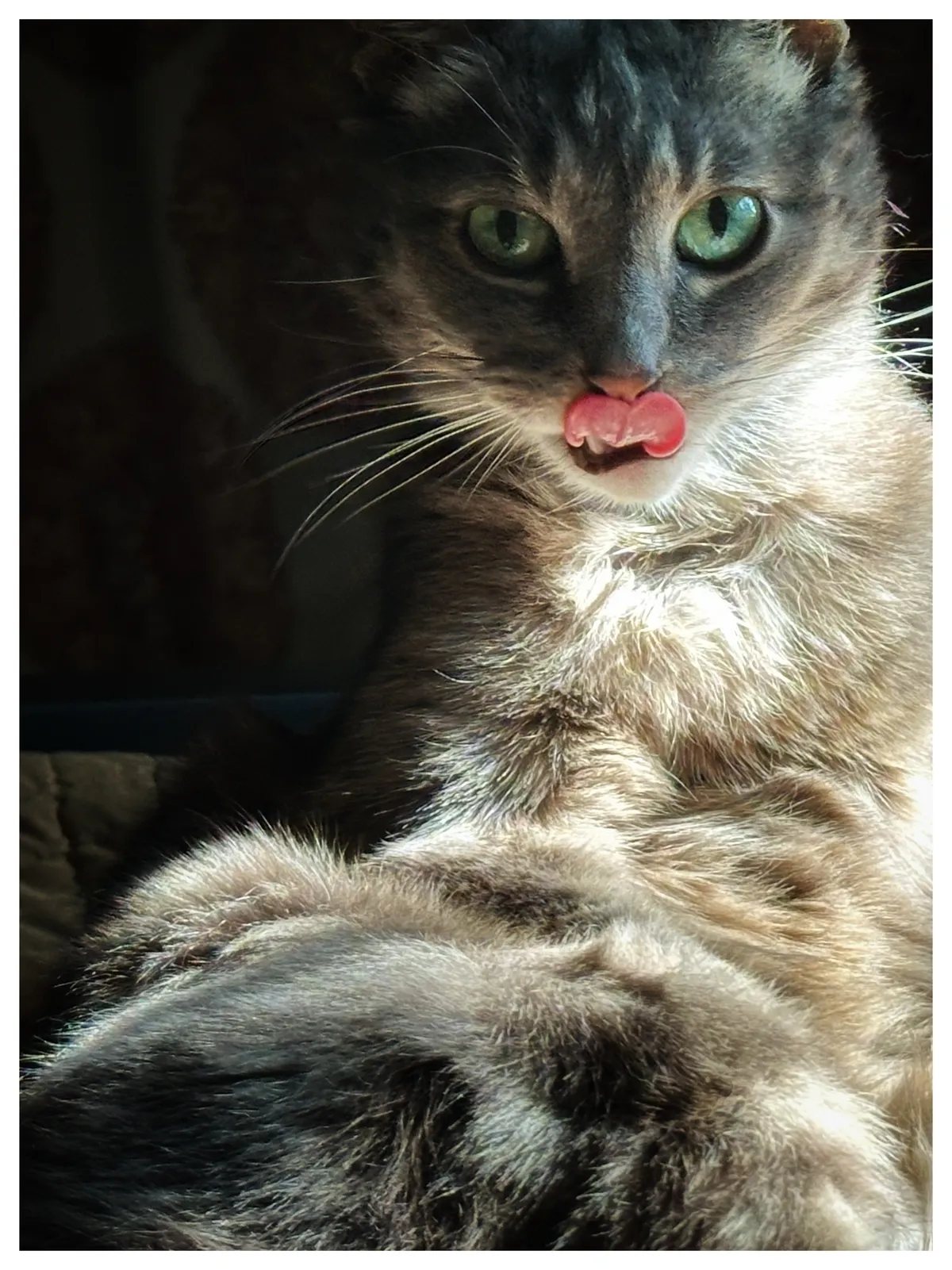 Minuet mlem
