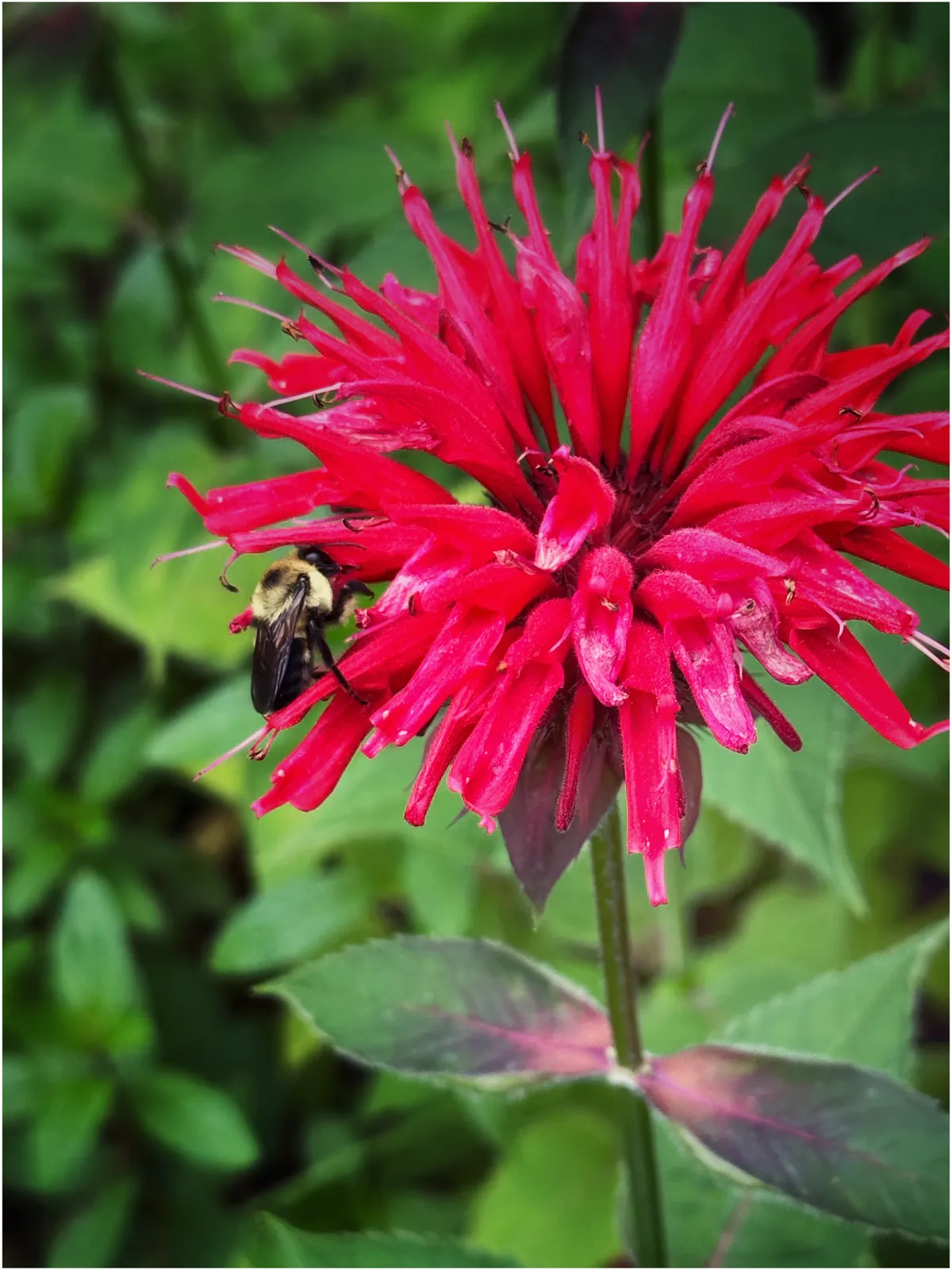 Bee on bee balm 